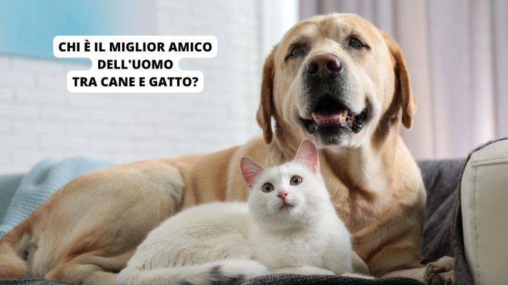 cane e gatto amici