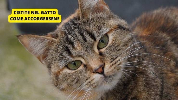 gatto curioso