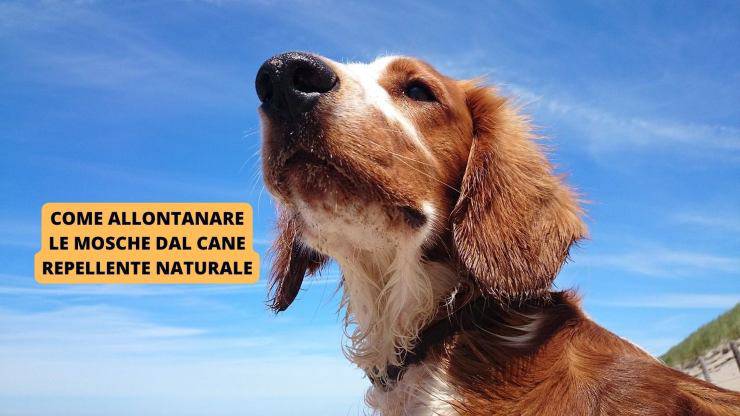 cane all'aria aperta