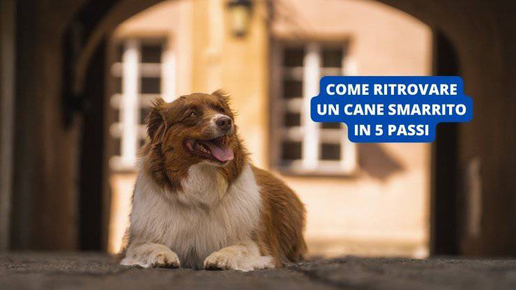 cane sulla strada