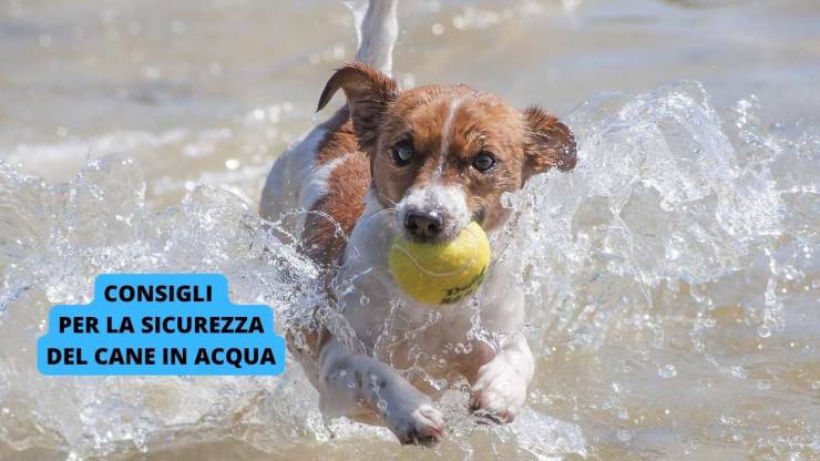 cane nell'acqua 
