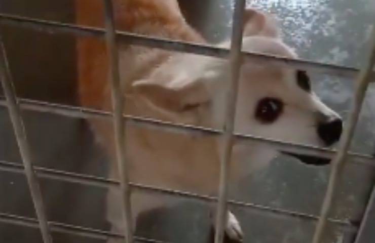 cane struttura accoglienza animali 