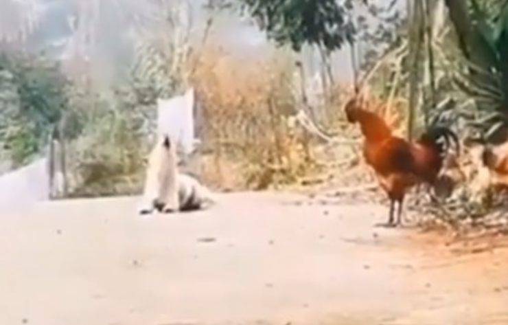 cane imita gallo