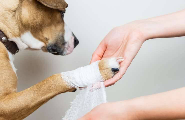 Cane con zampa fasciata
