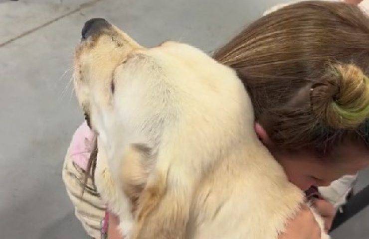 Cane da salvataggio incontra bambina