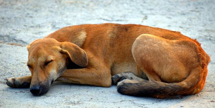 Cane dorme in strada
