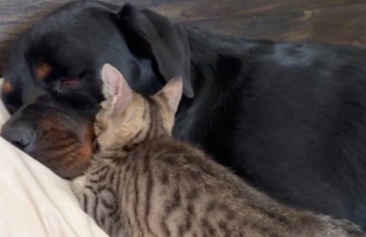 cane bruno isla coccole