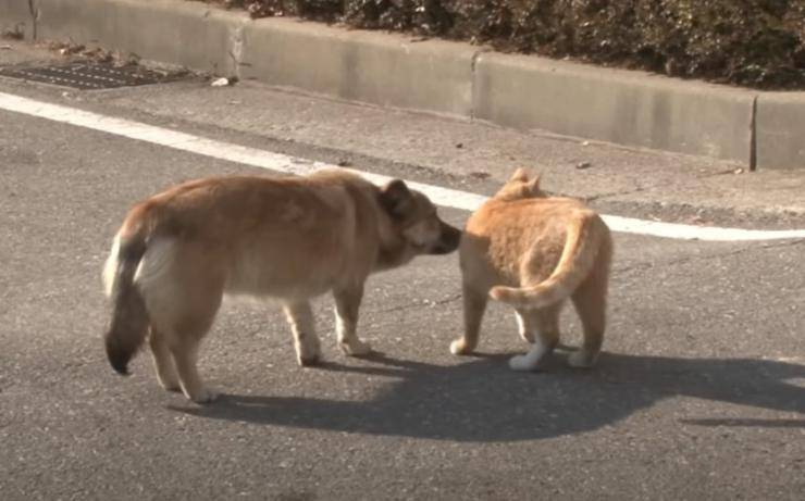 Cane e gatto che si abbracciano