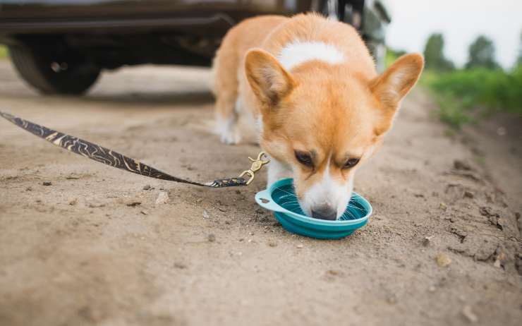 Cane fa la sosta per bere