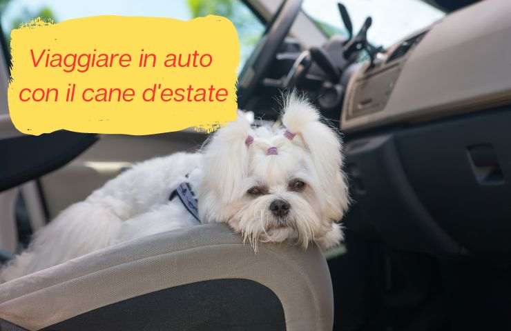 Cane in auto con il caldo
