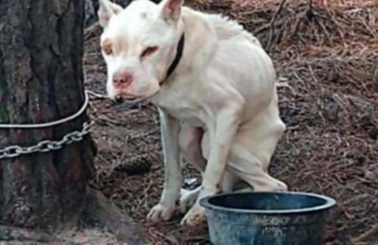 Cane legato a catena: le sue condizioni