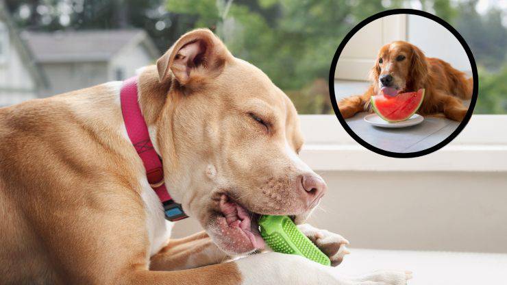 Cane mangia di tutto