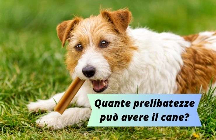 Quanti snack può avere Fido
