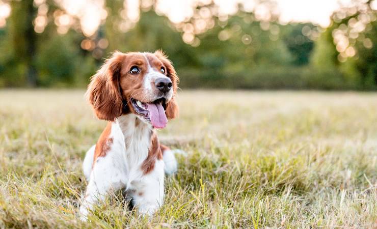cane e forasacchi