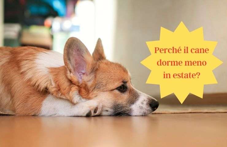 Cane non riposa in estate