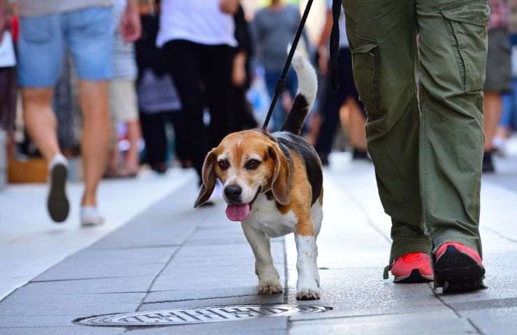 Cane passeggia per strada