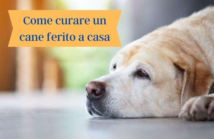 Cane prova dolore come curarlo
