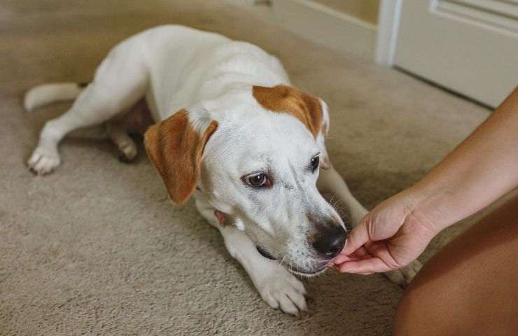 Cane riceve un premio