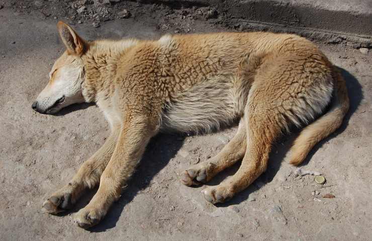 cane sotto sole lecce 