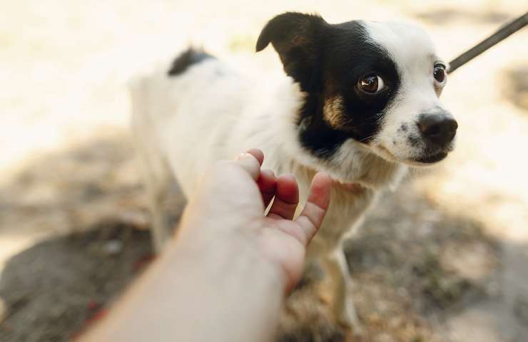 Cane si spaventa