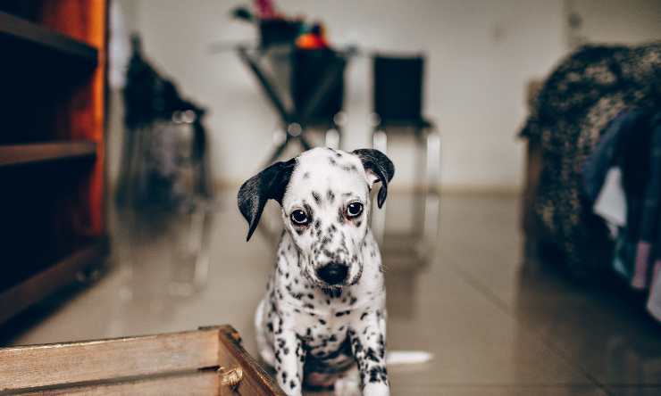 Cane solo in casa