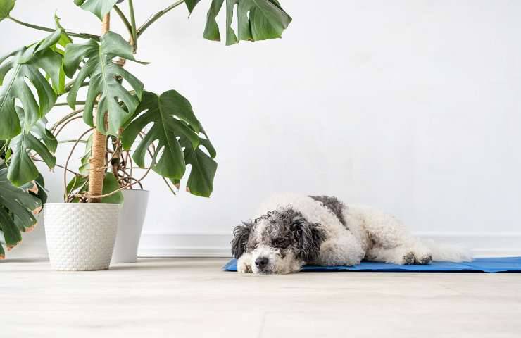 Cane sul tappeto refrigerante