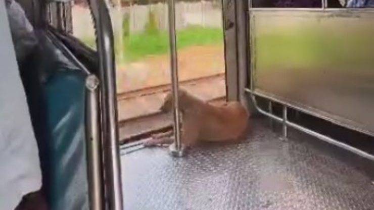 Cane sul treno