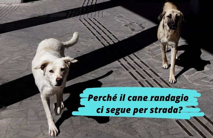 Cani randagi per strada