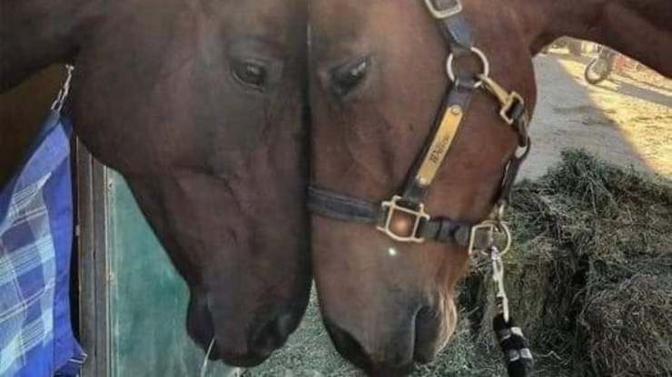 cavalle insieme