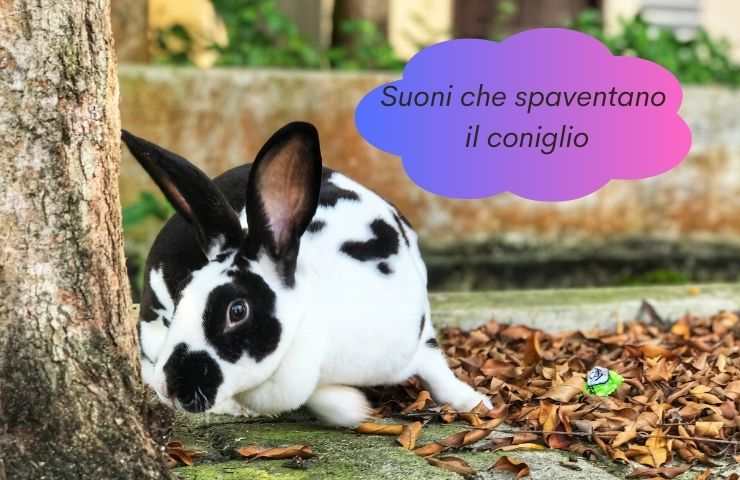 Coniglio spaventato da un rumore