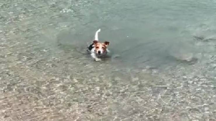 jack russel e acqua