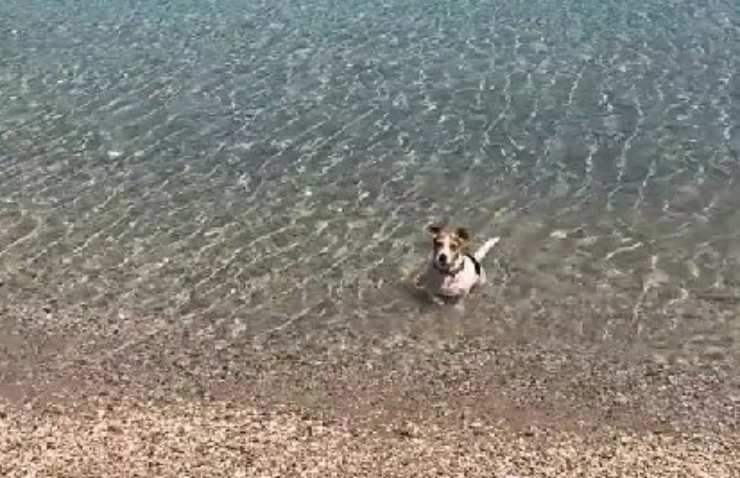 cane gioca in acqua
