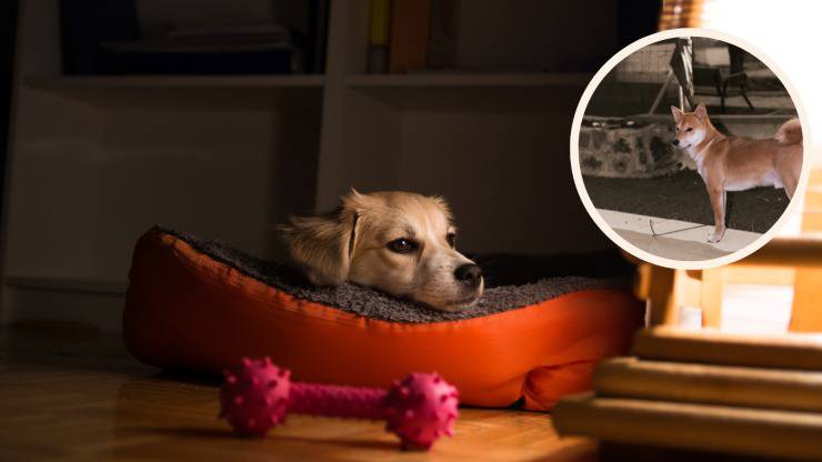 il cane di notte