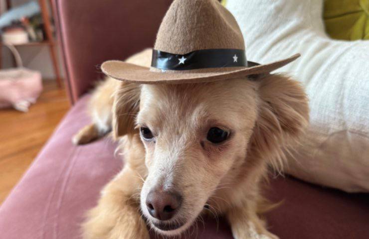 cane mix Pechinese cappello