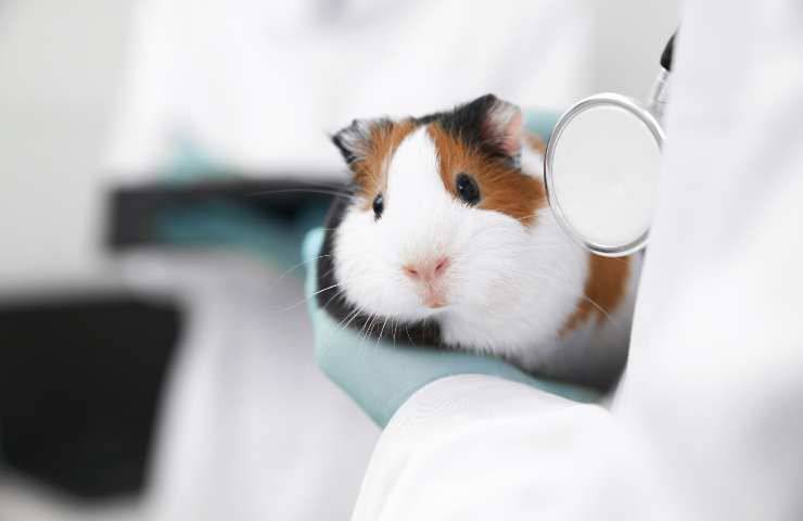 Criceto dal veterinario 