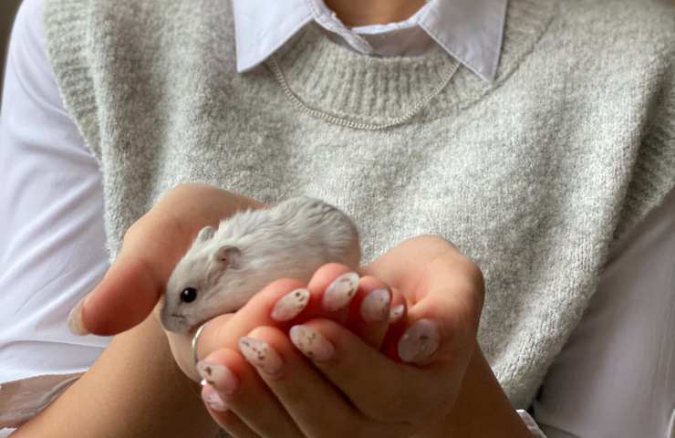Criceto nelle mani 