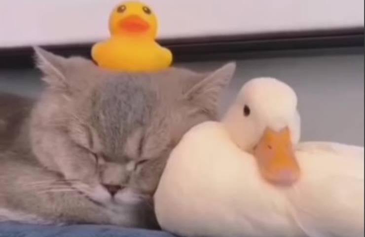 Cuccioli mentre dormono