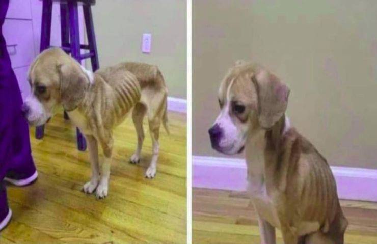 Donna abbandona il cane in condizioni gravissime