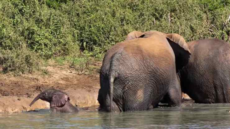Cucciolo di elefante salvato