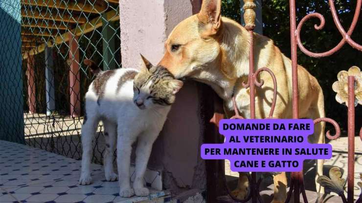 cane e gatto