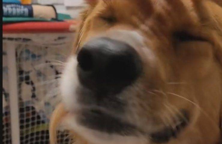 cane vuole coccole
