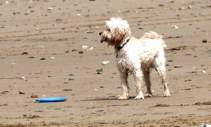 cane al mare pericoli