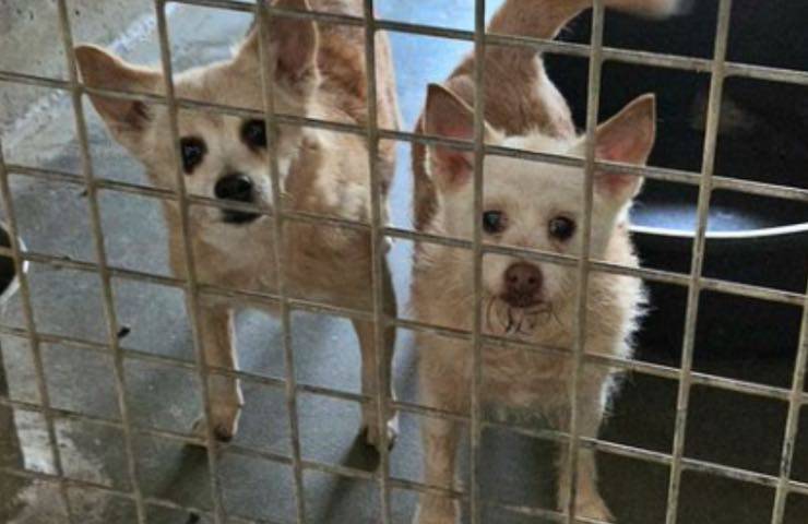 cani due sorelline roma 
