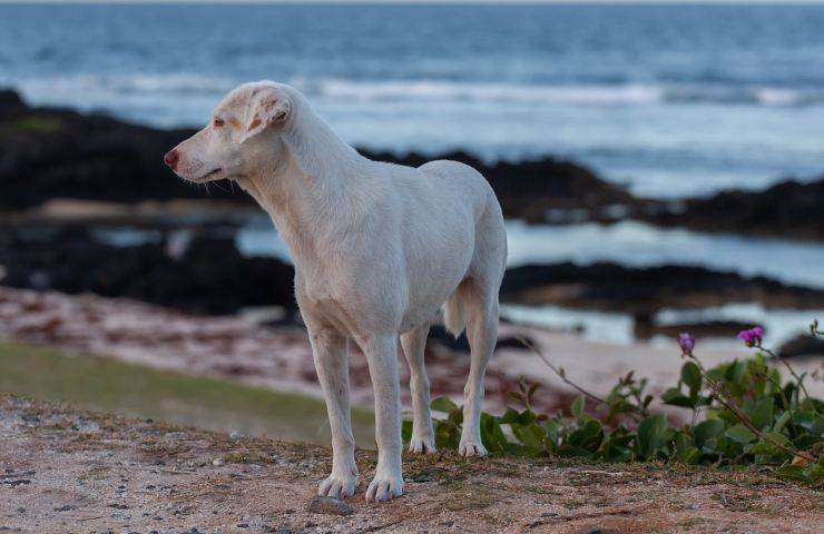abbandoni cani gatti randagi