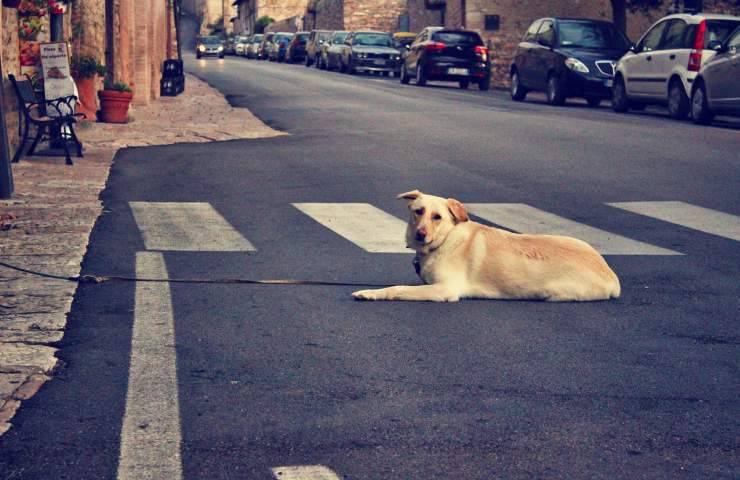 abbandoni strada animali domestici