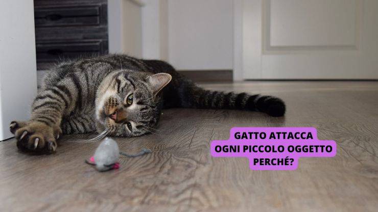 gatto gioca