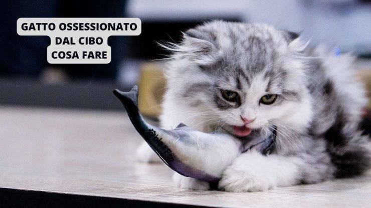 gatto mangia pesce