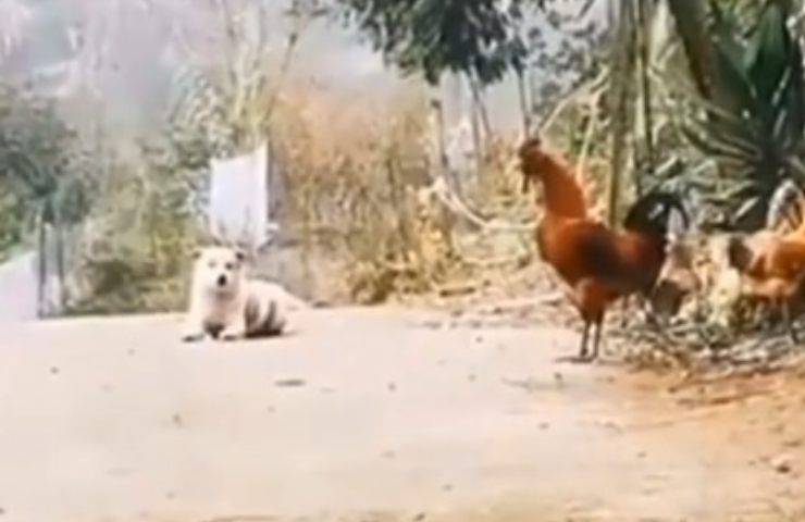 Gallo che canta
