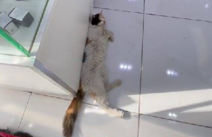 gatto e aria condizionata