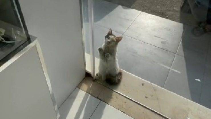 Gattina in cerca di riparo